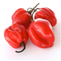 Pimenta Vermelha Das Antilhas 250gr